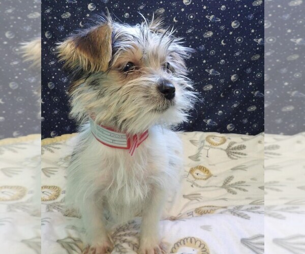 Medium Photo #24 Morkie Puppy For Sale in PATERSON, NJ, USA