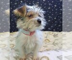 Small Photo #24 Morkie Puppy For Sale in PATERSON, NJ, USA