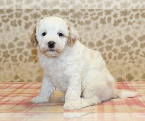 Miniature Bernedoodle Puppy for sale in DENVER, PA, USA