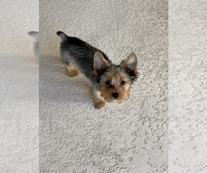 Yorkshire Terrier Puppy for sale in VALRICO, FL, USA