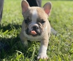Small #1 French Bulldog