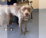 Nala - Female Mutt Dog for Adoption - Small photo