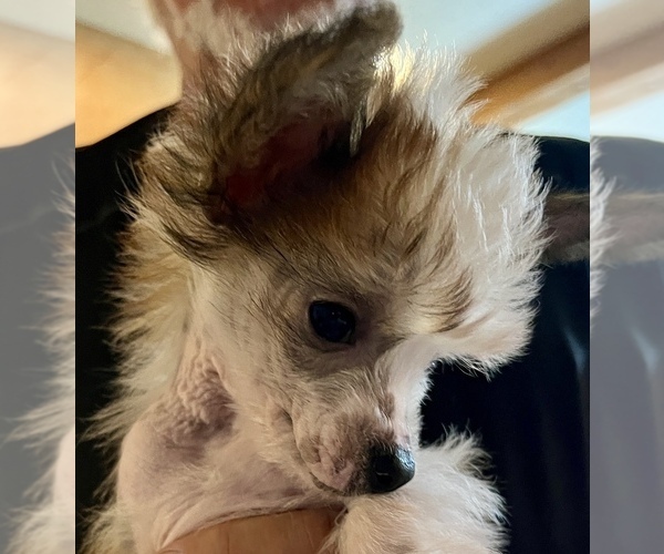 Medium Photo #2 Chinese Crested Puppy For Sale in ALVORD, TX, USA