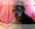 Small Photo #7 Yorkshire Terrier Puppy For Sale in ARLINGTON, TX, USA
