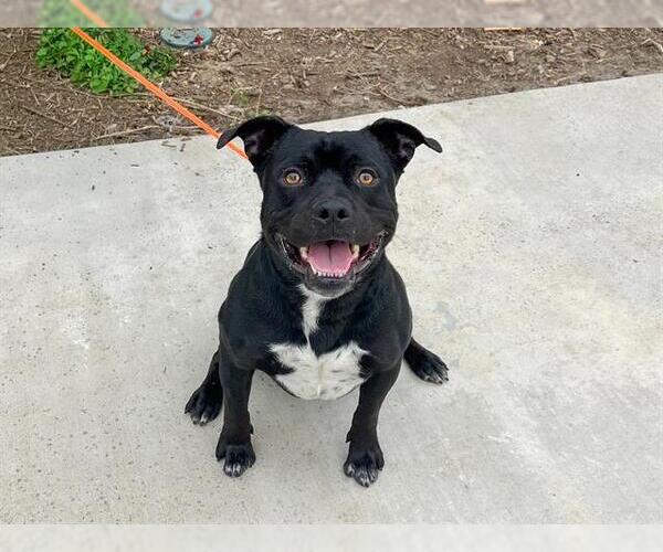 Medium Photo #1 Mutt Puppy For Sale in Orange, CA, USA