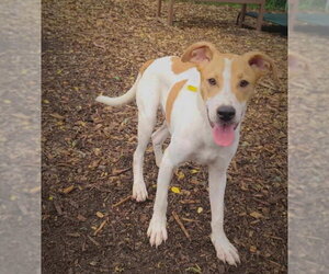 Mutt Dogs for adoption in Bloomingdale, NJ, USA