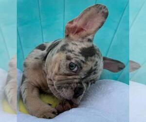 French Bulldog Puppy for sale in RENTON, WA, USA