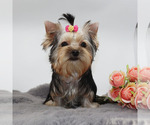 Small #2 Yorkshire Terrier