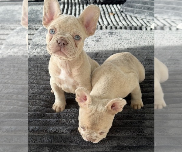 Medium Photo #5 French Bulldog Puppy For Sale in ARVERNE, NY, USA