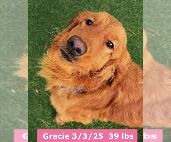 Medium Photo #2 Golden Retriever Puppy For Sale in West Hollywood, CA, USA