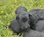 Small Photo #8 Aussiedoodle Puppy For Sale in BIRCHWOOD, TN, USA