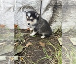 Small #6 Alaskan Klee Kai-Pomsky Mix