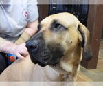 Small #7 Fila Brasileiro