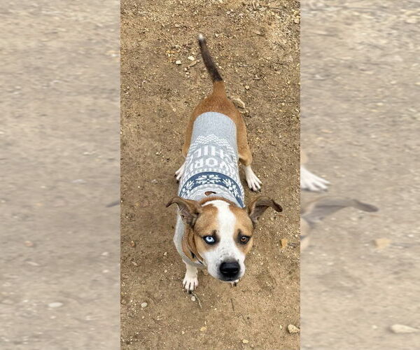 Medium Photo #6 Mutt Puppy For Sale in Brewster, NY, USA