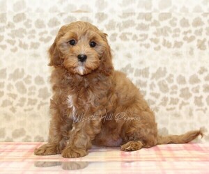 Cavapoo Puppy for sale in DENVER, PA, USA