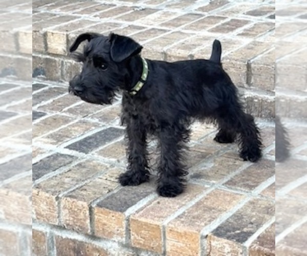 Medium Photo #2 Schnauzer (Miniature) Puppy For Sale in SOMERVILLE, AL, USA