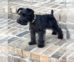 Small #1 Schnauzer (Miniature)