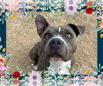 Small #4 American Pit Bull Terrier