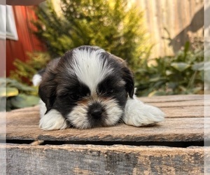 Shih Tzu Puppy for sale in MIDDLEBURY, IN, USA