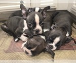 Small #2 Boston Terrier