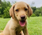 Puppy Doll Labrador Retriever