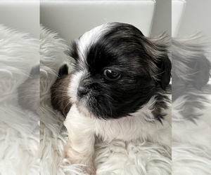 Shih Tzu Puppy for Sale in WASHINGTON, District of Columbia USA