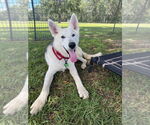 Small #1 Siberian Husky Mix