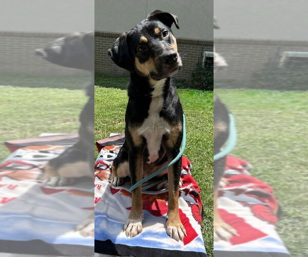 Medium Photo #3 German Pinscher-Unknown Mix Puppy For Sale in Boston, MA, USA