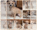 Small Border Terrier Mix