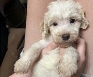 Brittany-Poodle (Miniature) Mix Puppy for sale in BIG LAKE, MN, USA