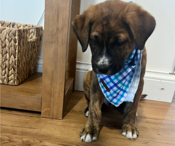Medium Photo #2 Boxer Puppy For Sale in FENTON, MI, USA