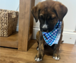Small #1 Boxer