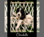 Small #1 Bernedoodle-Poodle (Standard) Mix