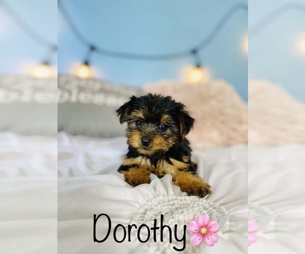 Medium Photo #8 Yorkshire Terrier Puppy For Sale in COOKEVILLE, TN, USA