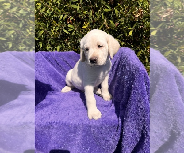 Medium Photo #24 Labrador Retriever Puppy For Sale in CLOVIS, CA, USA