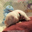 Small Photo #32 Dogo Argentino Puppy For Sale in JANE, MO, USA