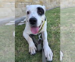 Small #1 American Staffordshire Terrier Mix