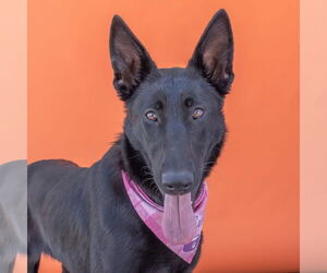Shepradors Dogs for adoption in Pasadena, CA, USA