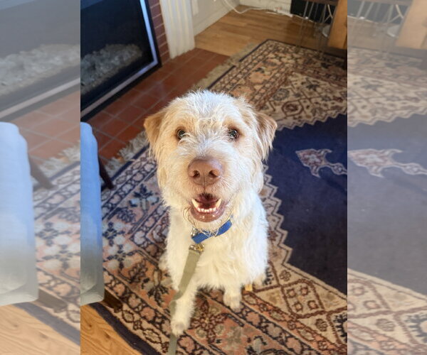 Medium Photo #4 Spinone Italiano-Unknown Mix Puppy For Sale in Sandy, UT, USA