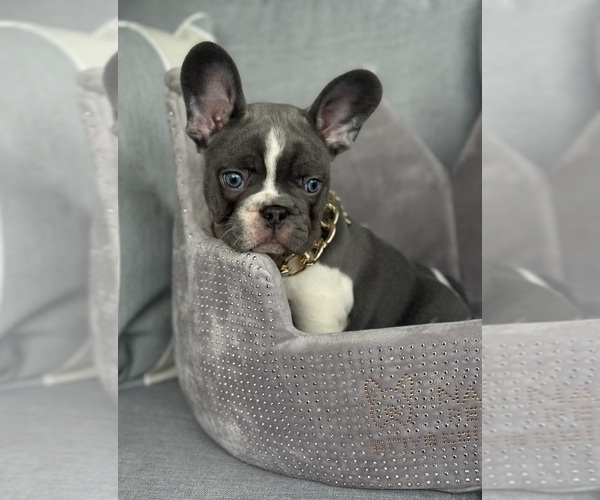 Medium Photo #5 French Bulldog Puppy For Sale in CAPE CORAL, FL, USA