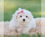 Small Photo #15 Maltese Puppy For Sale in WARSAW, IN, USA