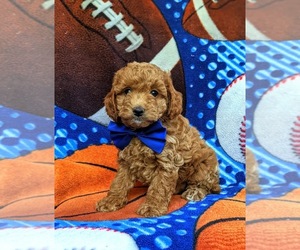 Cavapoo Puppy for sale in KIRKWOOD, PA, USA