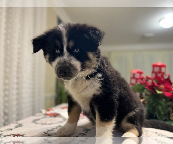 Full screen Photo #21 Siberian Husky Puppy For Sale in SUGAR LAND, TX, USA