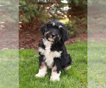 Puppy 2 Bernedoodle