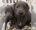 Puppy Charcoal female Labrador Retriever