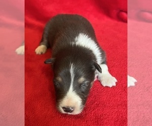 Shel-Aussie Puppy for sale in FORT MORGAN, CO, USA