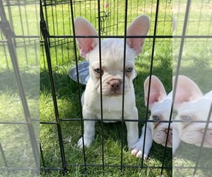 French Bulldog Puppy for Sale in INDIO, California USA