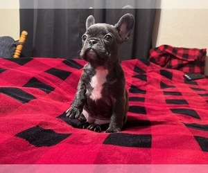 French Bulldog Puppy for Sale in PITTSBURG, Kansas USA