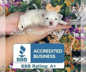 Maltese Puppy for sale in WINNSBORO, LA, USA