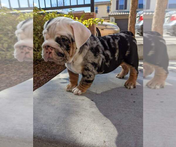 Medium Photo #1 English Bulldog Puppy For Sale in LAS VEGAS, NV, USA